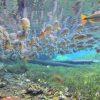 bonito-ms-aquario-natural-flutuacao07