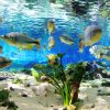 bonito-ms-aquario-natural-flutuacao06
