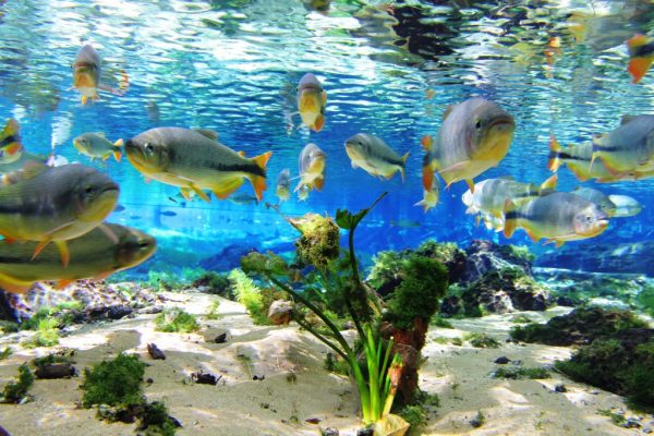 bonito-ms-aquario-natural-flutuacao06
