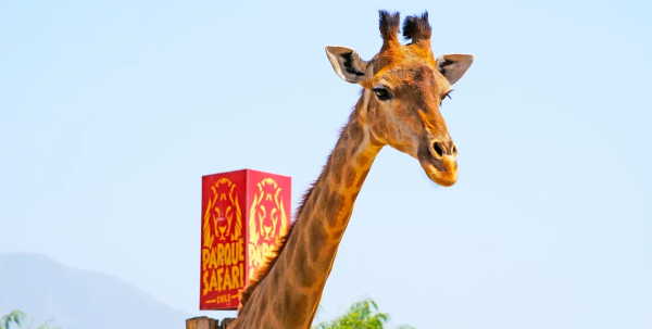 Girafa-Parque-Safari